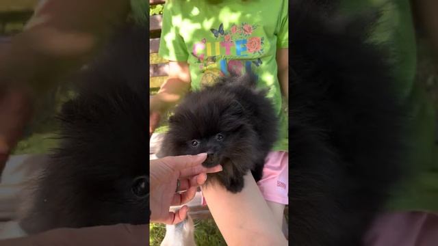 Шпиц мини девочка чёрная как уголёк