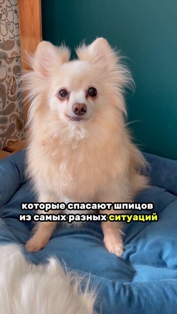 🗣️: ЗАЧЕМ КУПИЛА СЕБЕ ШПИЦА? ВОЗЬМИ ДВОРНЯЖКУ ИЗ ПРИЮТА!