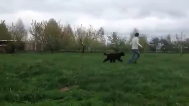 Бедовая Девчонка для Тер