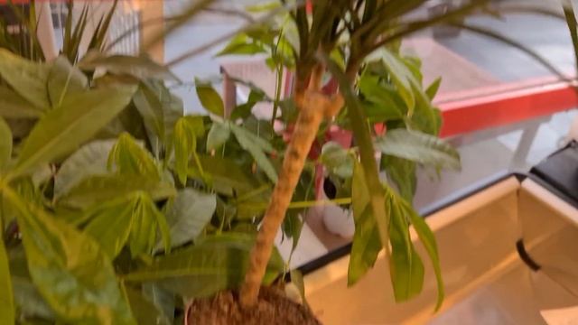 ŞOK Markete CANLI ÇİÇEK MARGINATA, PACHIRA PARA AĞACI, FICUS GINSENG AĞACI Geldi🪴şok Market Aktüel