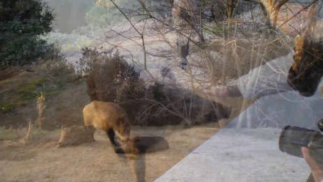 Веселая семейка. Funny family from the forest. 有趣的家庭