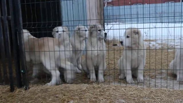 MVI 0597Продажа щенков САО из Копейска