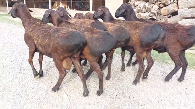 600 $ УРЫКТЫК кошкарлар 2 жылдык 7 бас адрес:Сурхандария ☎️ +998997300709