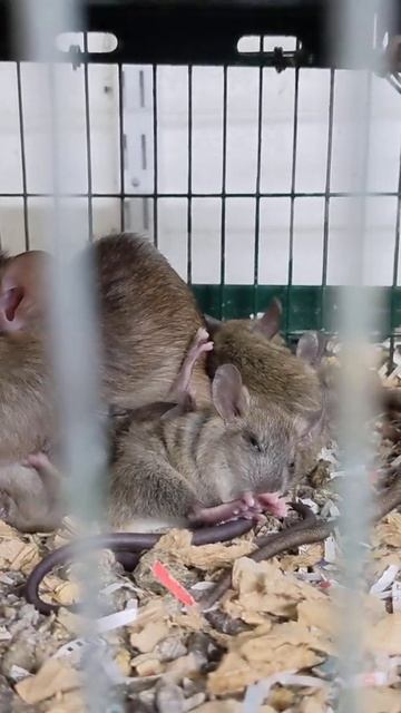 Snuggly And Warm Mommy And Baby Rats.  This Litter Will Be Available For Adoption Soon!