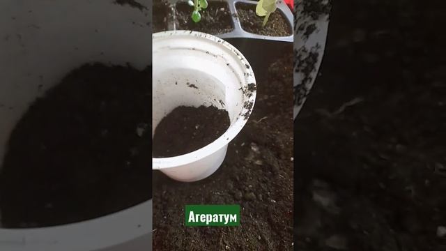 Агератум/Перевалка
