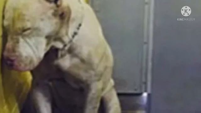 Нелюбимый… Когда собачье горе накрыло с головой, он не знал, что счастье — рядом!