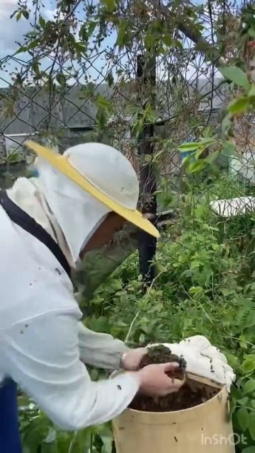 Снимаю рой пчел с вишни
