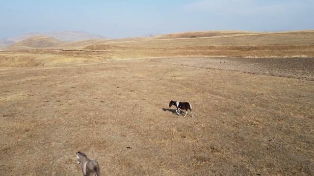 Пообрезал Коп ЗИЛ