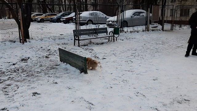 Смешной шпиц Стелла! #шпиц #собачка #щенок