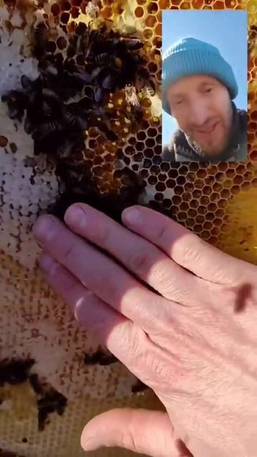 трогаю пчёл 🐝