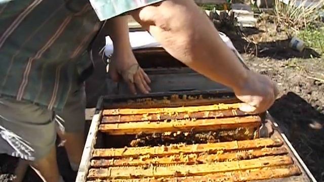 работа с пчелами в мае - пересадка семьи пчел в другой корпус