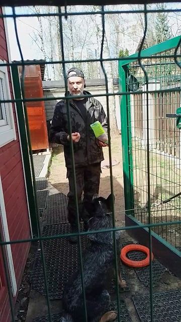 13 коррекция австралийской овчарки хилер