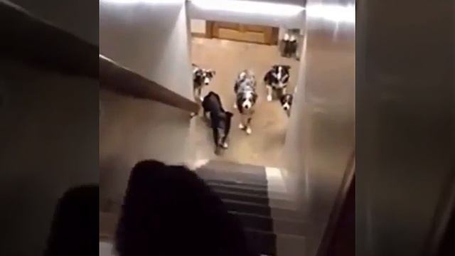 Собачий имена на казахском.