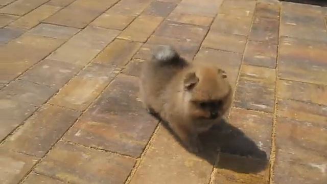 Танита Из Усадьбы Андреевых