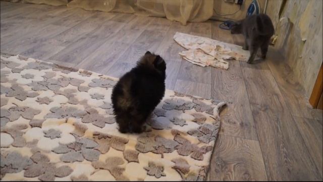 Видео шпицульки!!! 30- я секунда со звуком - отпад!