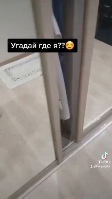 Шпиц, кот и ИХ шкаф!