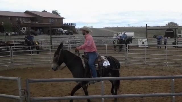 Justin On RADAR And Mark On PRECIOUS - Team Sorting - Jake Clark Mule Days 2017