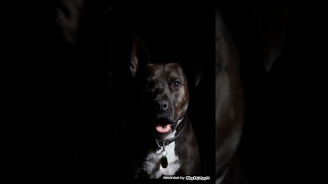 Верь в себя песня DOGA бульдога