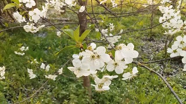 Цвітіння вишень Квітне все! Дерева обсипані Мій сад