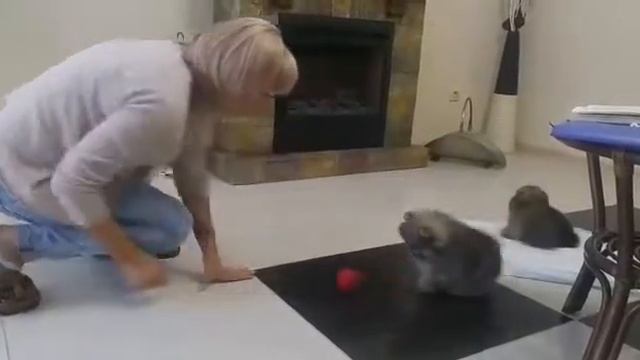 Моя мама моя мама поехала за шпицем