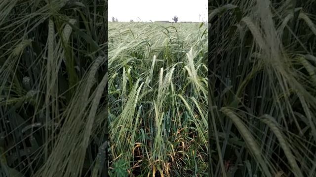 Урожай має бути гарним!