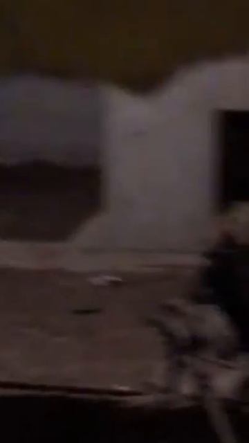 Собаки в подвале в Сызрани