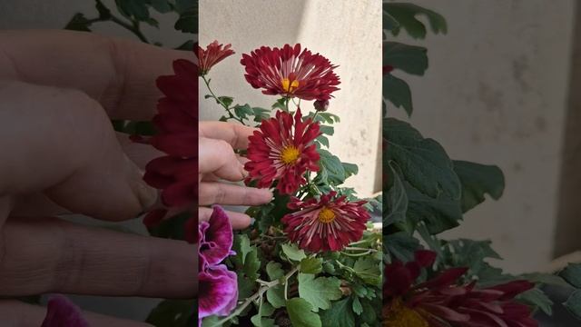 Цветы на моем балконе