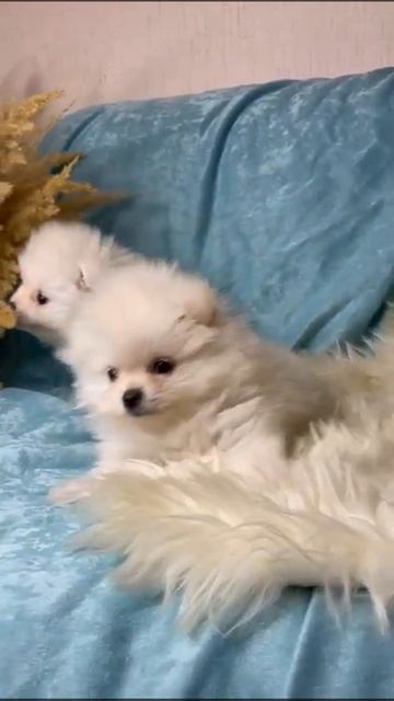 померанский шпиц мальчик, Д.р. 05.08.2022