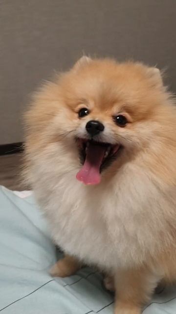 маман каже, що я принцеса/мама говорит, что я принцесса#шпиц#приколысживотными#смешныеживотные