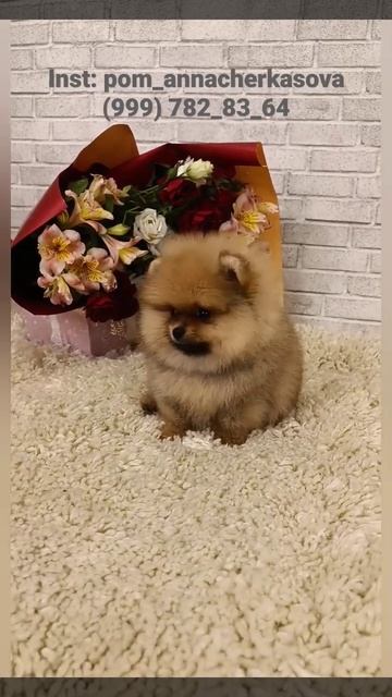 +7(999) 782 83  64  Все подробности по телефону и ватсап. Мальчик , Дарик померанский шпиц, 2 месяц