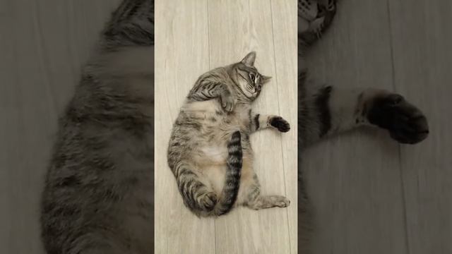 Кашка по имени Жанна