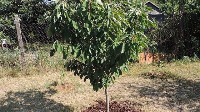 Hungary. Уголок нашего сада в июле 2016
