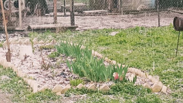 27 апреля 2025 года . Рязань. Снег .