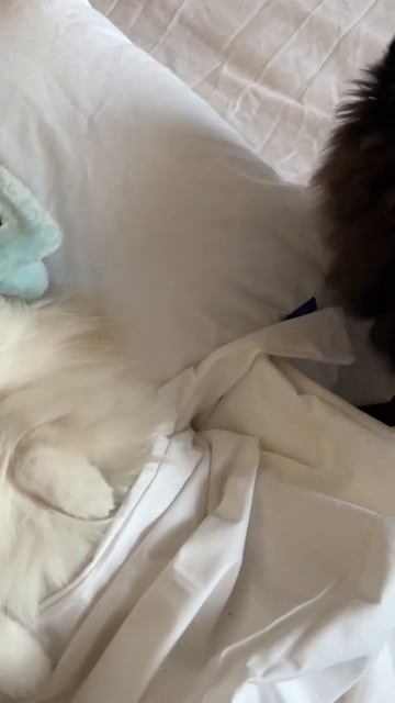 Доброе утро 😃 #юмор #собаки #шпиц #dog