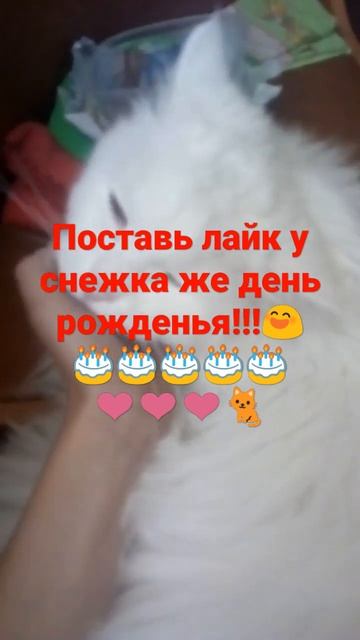 У СНЕЖКА ДЕНЬ РОЖДЕНЬЯ!!!🐈🐈🐈🎂🎂🎂