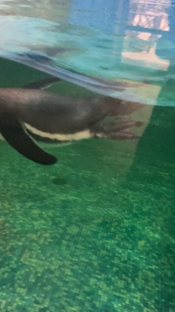 Пингвин играет