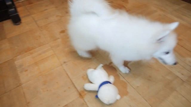 Японский шпиц - щенок Вашей мечты!