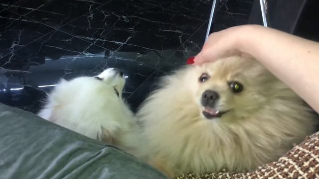 Волшебное слово: «вкусняшка»::Как быстро меняется настроение шпицев Лакки и Полли 💖😍