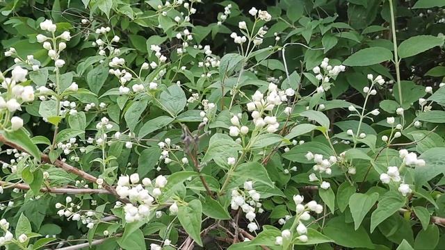 Жасмин чубушник