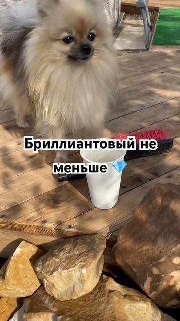 Подпишись, будем рады ☺️ #shortvideo #собака #юмор #топ #рекомендации #шпиц