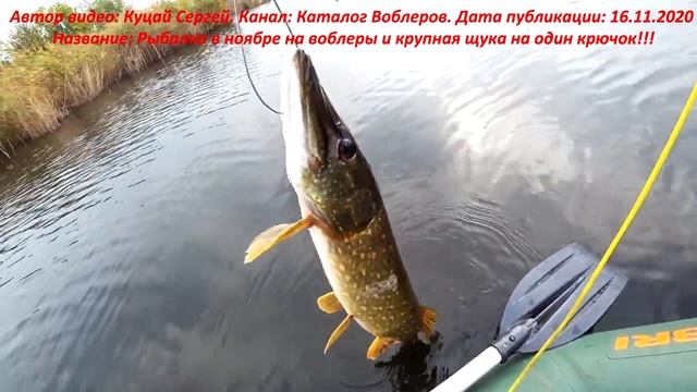 Кукан ЖукАн в роботі. Риба 5кг. Автор відео Сергій Куцай