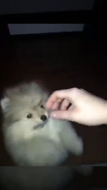 Шпиц-ёзик :-*