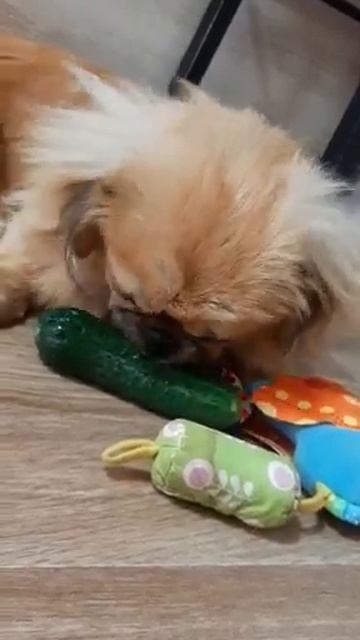 СОБАКА БЫВАЕТ КУСАЧЕЙ