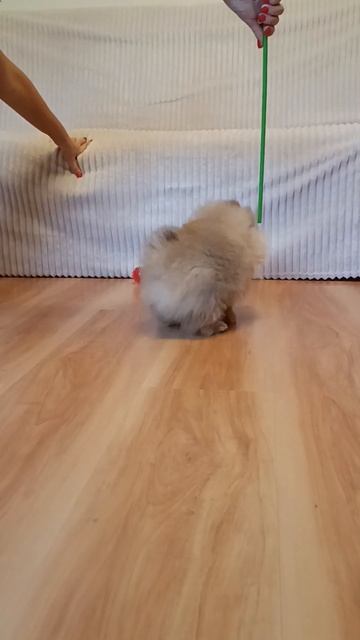 #pomeranian #собака #щенкишпица #spitz #dogpuppy #померанский #шпиц