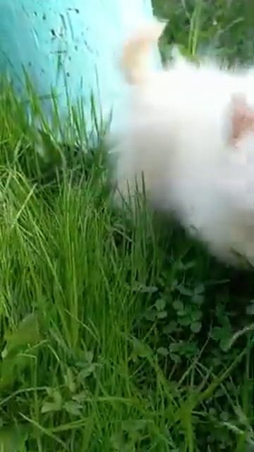 Мальчик Японского Шпица, д.р. 22.03.22