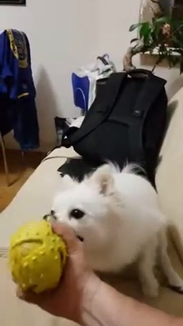 Шелька люка. Белоснежный померанский шпиц.