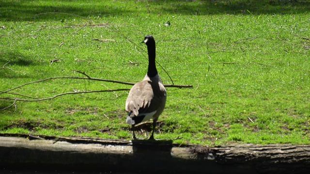 Драка канадских гусей