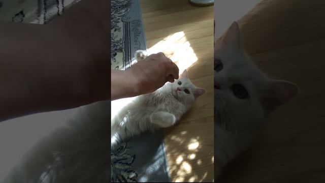 Котик Снежок  24 мая 2020 г.