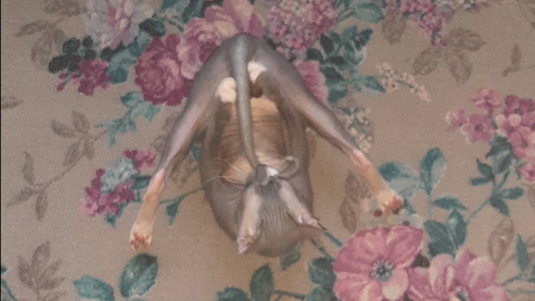 Безмолвный трек