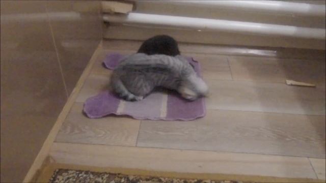 Кошка  бьет хвостом своих котят .